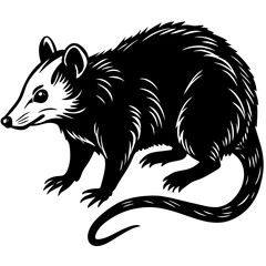 Possum vector illustration