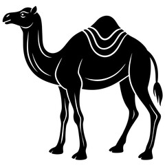 Camel vector illustration