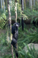 black and white lemur