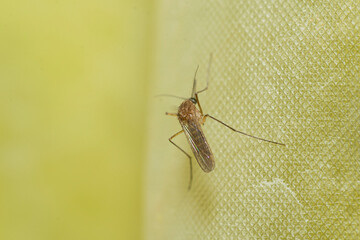 Mosquito perched on a bath curtain
