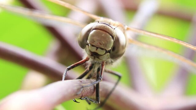 Macro video of dragonfly resting on a leaf. Concept of insects.