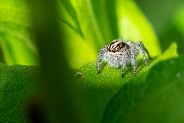 Jumping spider on a green leaf