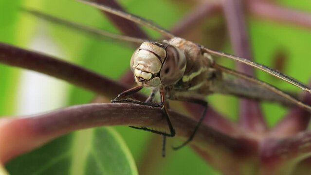 Macro video of dragonfly resting on a leaf. Concept of insects.