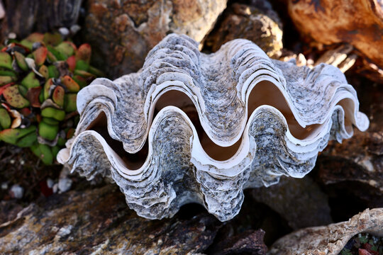 giant clam shell featured in the tropical garden