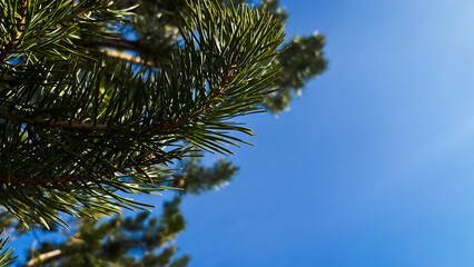 Natural wallpaper with copy space. Close-up green needles of fir tree against blue sky with sun...