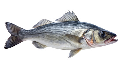 Fresh sea bass fish on white plate isolated on transparent background