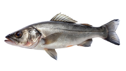 Fresh sea bass fish on white plate isolated on transparent background