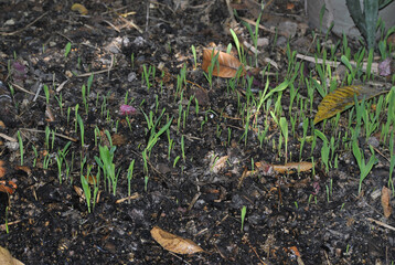 Latino boy shelling corn to plant in the field