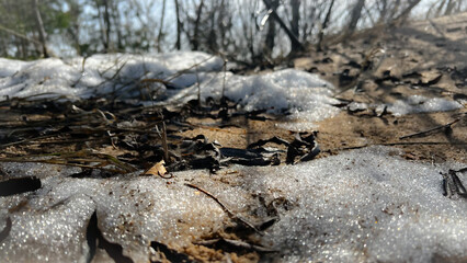 Close-up melting snow on sandy ground of spring forest. Nature background of woods on sunny day...