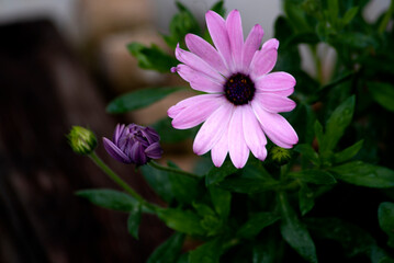 pink daisy flower in the garden