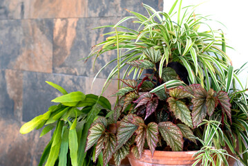 corner at spring garden