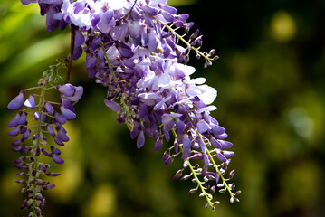 wisteria sinensis, glicina hanging of the branch