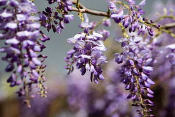 wisteria sinensis, glicina hanging of the branch