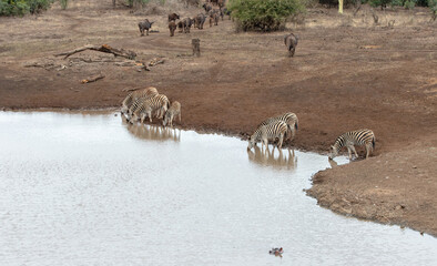 Zebra herd and lone hippo at waterhole in the wild in South Africa RSA
