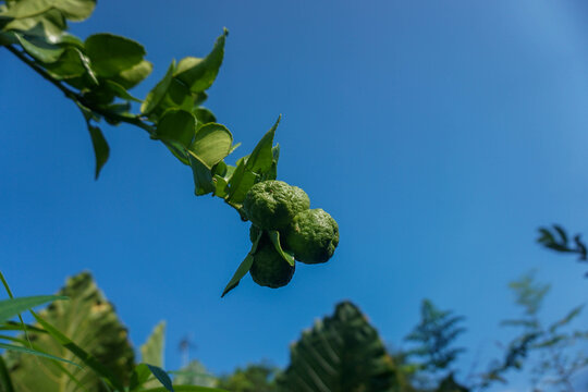 Kaffir lime and leaf under a blue sky. In Indonesia Kaffir lime known as Jeruk Purut or jeruk pecel