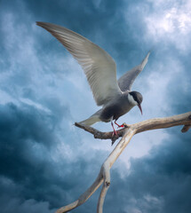 A whiskered tern against a dramatic sky background.  Photographed in South Africa. - obrazy, fototapety, plakaty