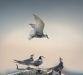 Whiskered terns against a dramatic cloud background.  Photographed in South Africa. - obrazy, fototapety, plakaty