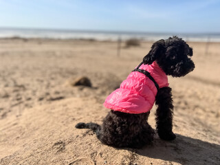 FUnny black toy poodle dog sitting on sand beach on sunny day in spring. Cute puppy looking into...