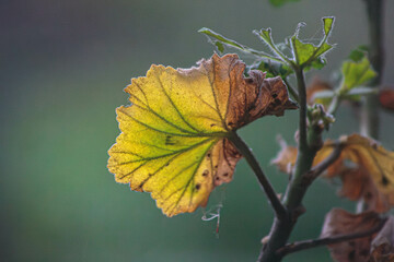 La hoja se está secando
