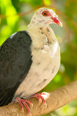 White-headed pigeon is a pigeon native to the east coast of Australia, scientific name is Columba leucomela. The large pigeon with a distinctive white head, neck and breast, which sometimes have an or