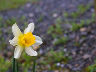 穏やかに咲くスイセンの花　春の境内