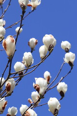 モクレン・木蓮・マグノリア