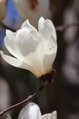 モクレン・木蓮・マグノリア