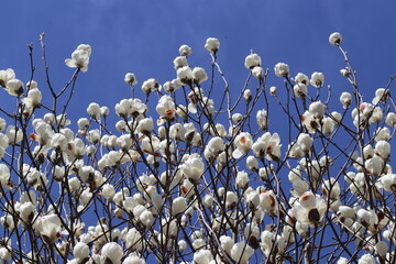 モクレン・木蓮・マグノリア