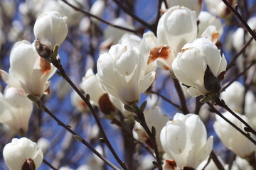 モクレン・木蓮・マグノリア