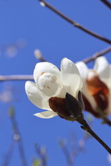 モクレン・木蓮・マグノリア