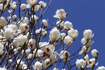 モクレン・木蓮・マグノリア