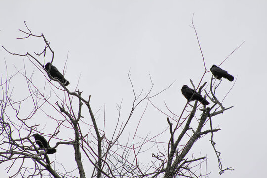 4 crows sitting in tree