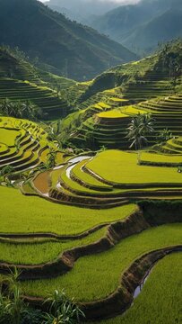 A magnificent landscape unfolds as terraced rice fields cascade down the mountainside.