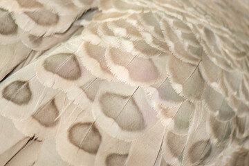 Close-up of the Cape Barren goose feathers. The goose is very large, pale grey with a relatively small head, and is a species of goose endemic to southern Australia.