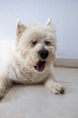 west highland white terrier
