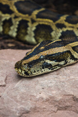 close up of a python