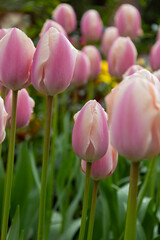 Fototapeta premium pink tulips in the garden