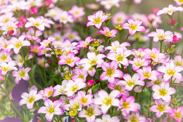 field of flowers