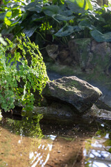 waterfall in the forest