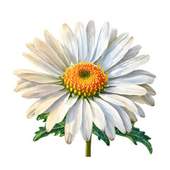 Daisy flower close-up of a single flower, flower in full bloom, illustrating detail, Isolated on White Background, png.