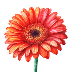 Red gerbera flower close-up of a single flower, flower in full bloom, illustrating detail, Isolated on White Background, png.
