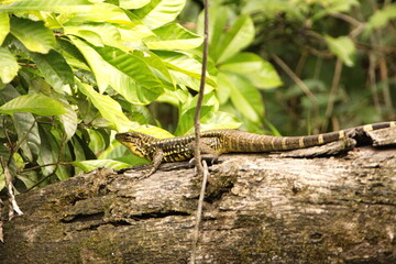 Gold tegu lizard (Tupinambis teguixin) on a log in the Cuyabeno Wildlife Reserve, outside of Lago...