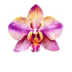 Purple orchid close-up of a single flower, flower in full bloom, illustrating detail, Isolated on White Background, png.