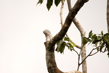 Great Potoo (Nyctibius grandis) perched in a tree near Puerto Bolivar in the Cuyabeno Wildlife Reserve, outside of Lago Agrio, Ecuador