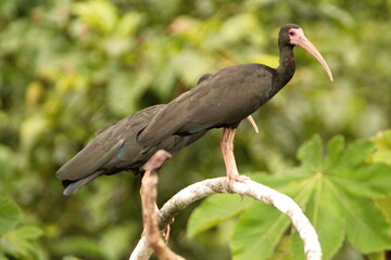 Bare-faced ibises (Phimosus infuscatus) perched in a tree in the Cuyabeno Wildlife Reserve, outside of Lago Agrio, Ecuador