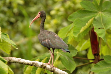 Bare-faced ibis (Phimosus infuscatus) perched in a tree in the Cuyabeno Wildlife Reserve, outside of Lago Agrio, Ecuador