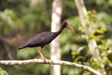 Bare-faced ibis (Phimosus infuscatus) perched in a tree in the Cuyabeno Wildlife Reserve, outside of Lago Agrio, Ecuador
