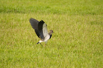 Southern lapwing (Vanellus chilensis) with its wings extended in a field in Puerto Bolivar, in the Cuyabeno Wildlife Reserve, outside of Lago Agrio, Ecuador - obrazy, fototapety, plakaty