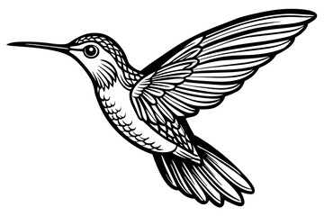 hummingbird--in-full-growth--on-a-white-background vector illustration 