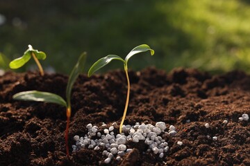 Young sprouts growing in soil with granulated fertilizer outdoors, closeup